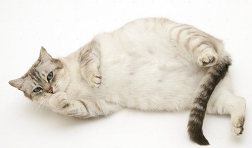 1626328838702542.jpg src=http_%2F%2Fimg.mp.itc.cn%2Fupload%2F20170402%2Fd25b8ed2ec9640e0a54918784f544a67_th.jpg&refer=http_%2F%2Fimg.mp.itc.jpg