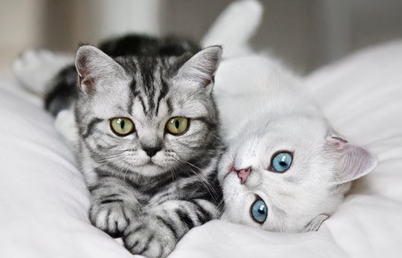 可愛(ài)貓貓喜歡吃什么，討厭吃什么